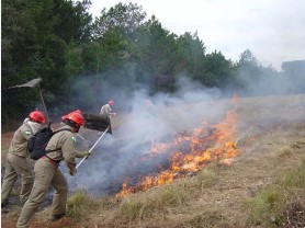Paraná está em alerta para incêndios florestais; já foram 11,9 mil no ano