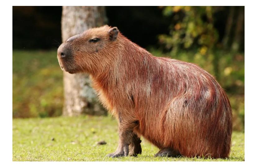 Capivara passeando em telhados chama atenção de moradores