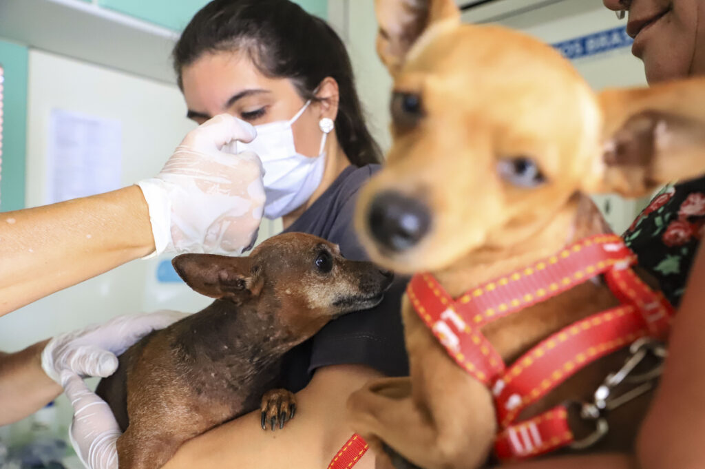 Curitiba: projeto de controle populacional de animais recebe novo substitutivo